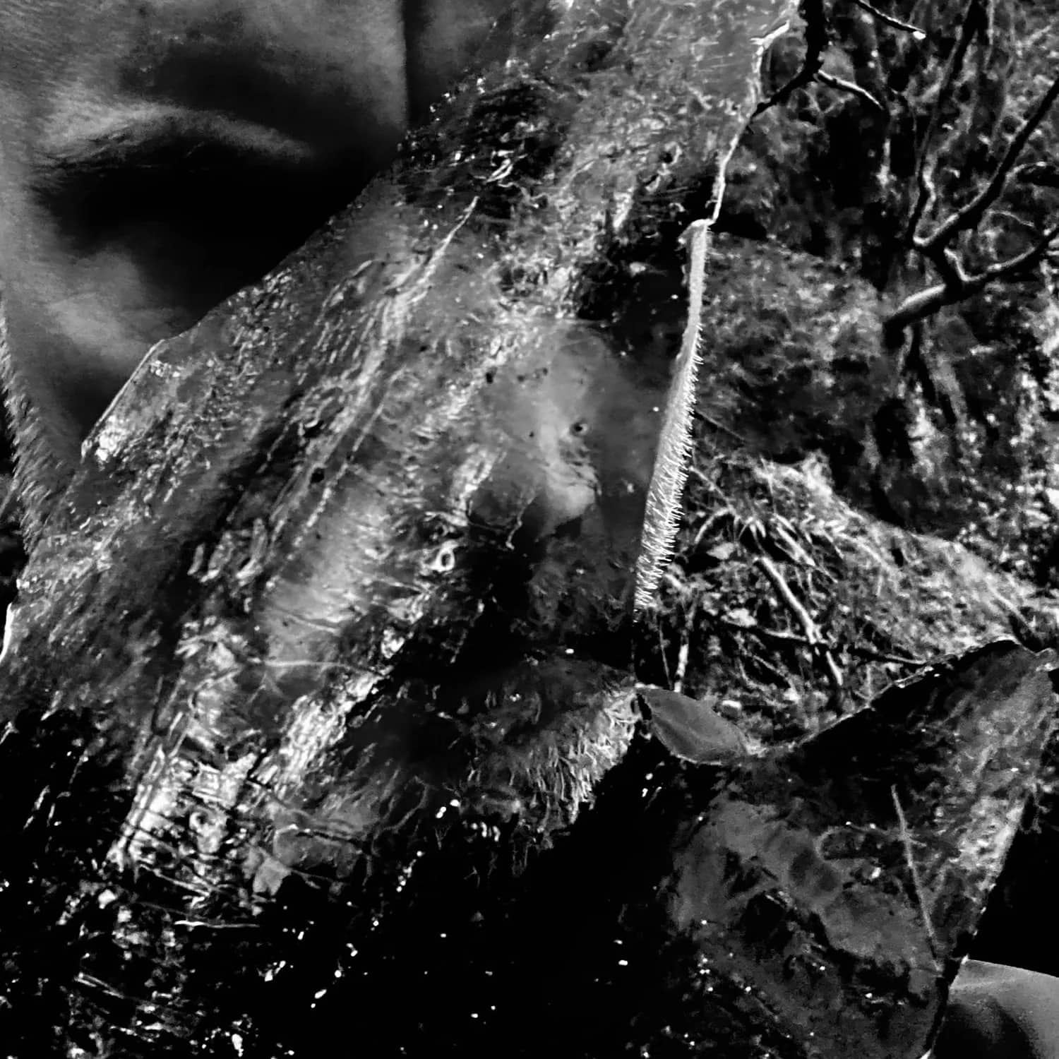 Taake – En Skog av Nidstang